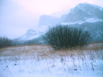 Bushes at Devils Gap (click to enlarge)